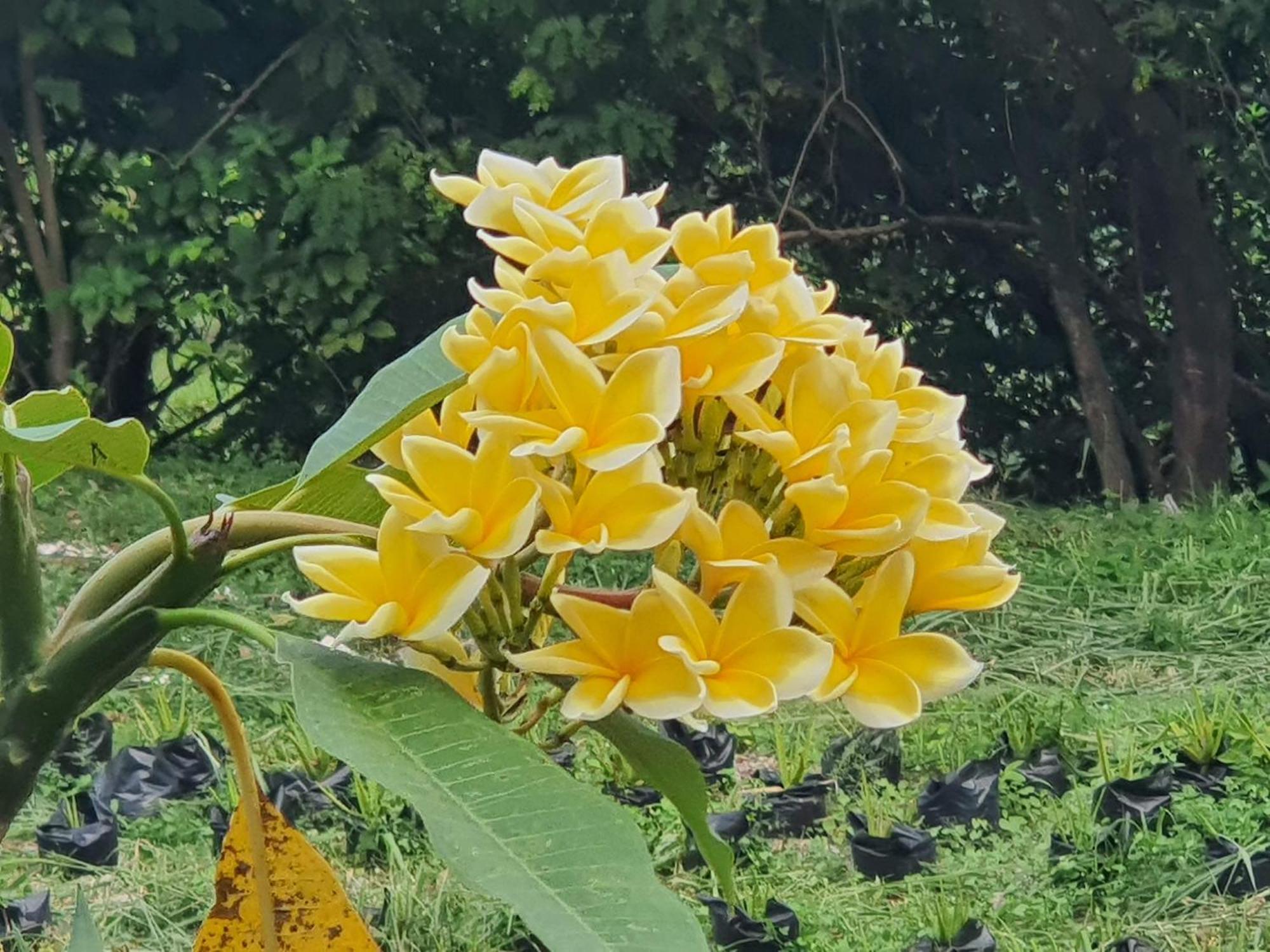 Villa Alicia Maguwo Bagian luar foto
